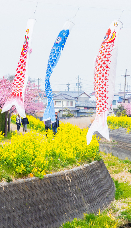 渥美半島の四季 イメージ画像